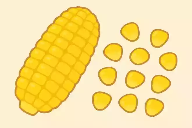 とうもろこしの実の数は?