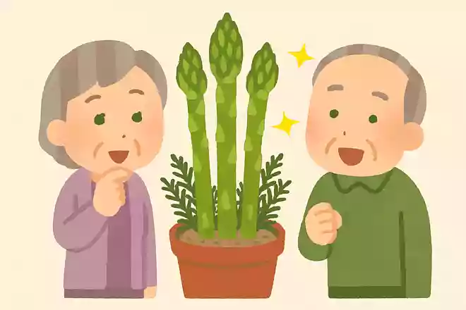 アスパラは元々観賞用だった