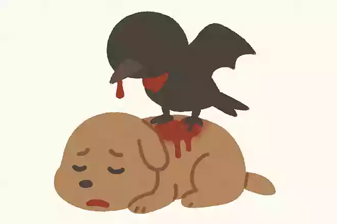 他の生き物の血を吸う鳥が居る