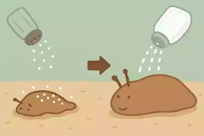 なめくじに塩をかけると縮むが砂糖をかけると逆に伸びる