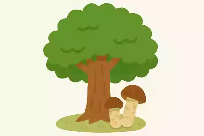 松茸が生えるのは、何の木の下でしょうか?