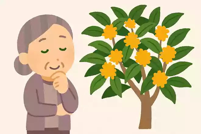 10月の初旬頃に咲く、甘い匂いの植物は何でしょうか?
