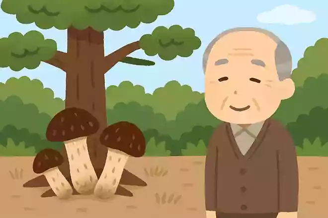 松茸が生えるのは、何の木の下でしょうか?