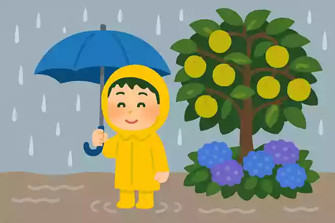 この時期に梅の実が熟すことから「梅雨」と呼ばれるようになった