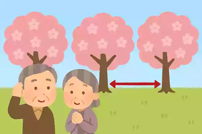 複数の桜を植える際に、どれ位の間隔を空けて植えるのが望ましいでしょうか?