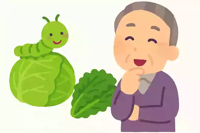 青虫はキャベツは食べるが、レタスは食べない