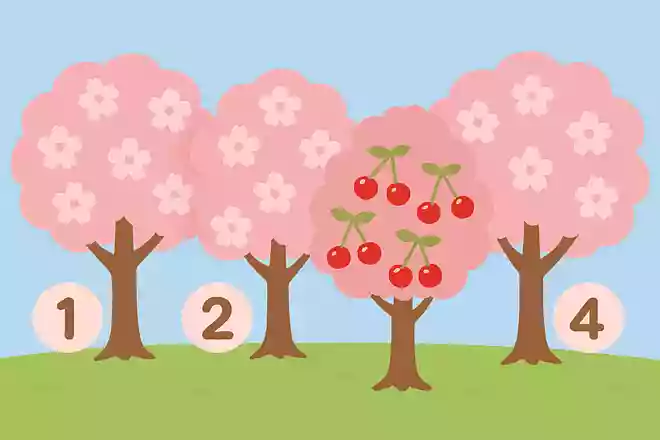 さくらんぼの実がなる桜はどれでしょう?