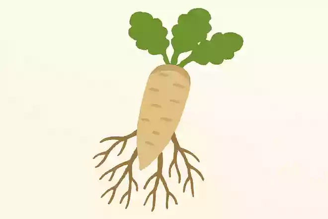 外国では「木の根っこ」のイメージがあり、食べられていない野菜は何でしょうか?