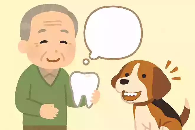 人間のように、犬も乳歯が抜けて永久歯が生えてくるでしょうか?