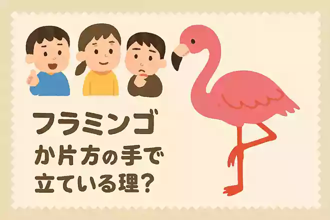 フラミンゴが片方の足で立っている理由は何でしょうか?