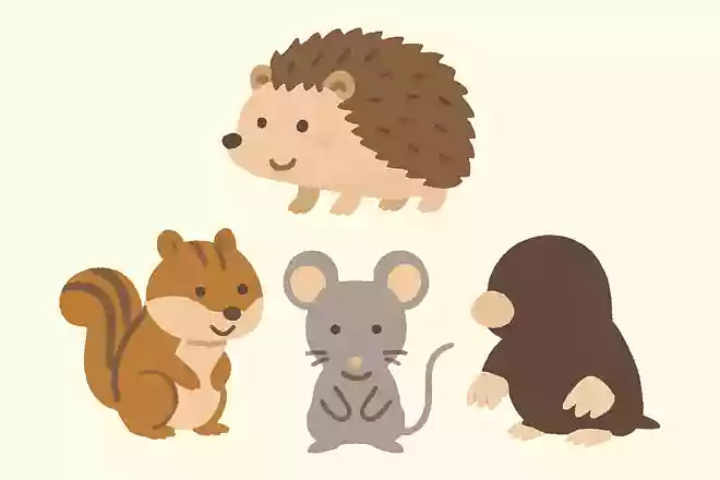 ハリネズミは何の仲間でしょうか?