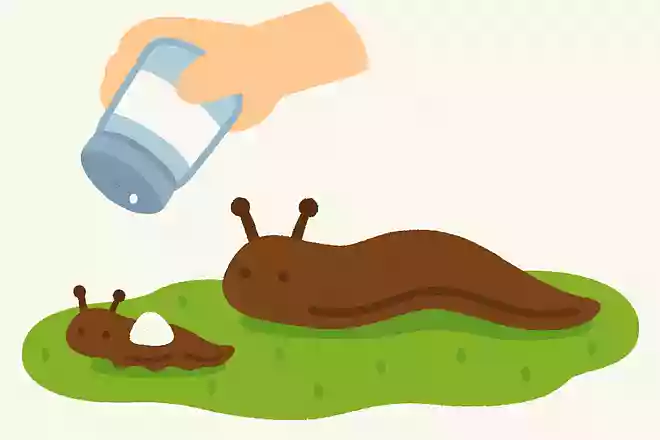 ナメクジは砂糖をかけても縮む
