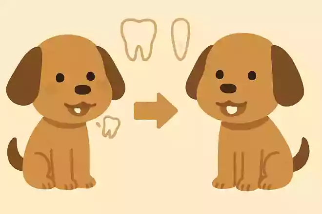 人間のように、犬も乳歯が抜けて永久歯が生えてくるでしょうか?