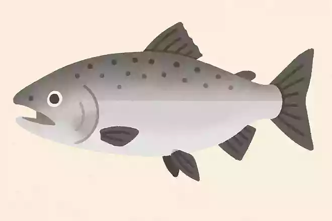 ギンザケ(銀鮭)