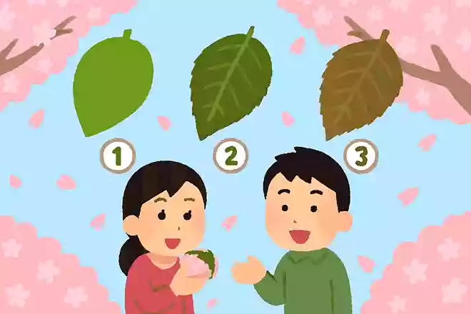 桜餅を巻く際に使う葉っぱはどの桜の葉?