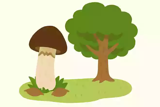 松茸が生えるのは、何の木の下でしょうか?