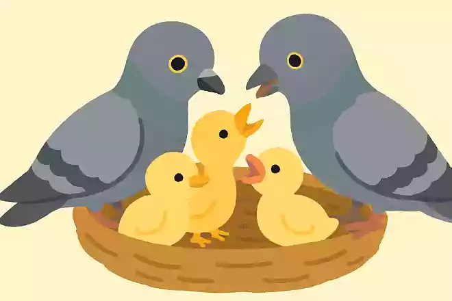 ハトが生まれたてのひなにあげるエサは何?