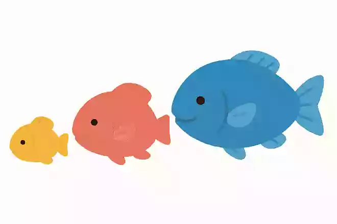 この中で成長すると名前が変わっていく魚はどれでしょうか?