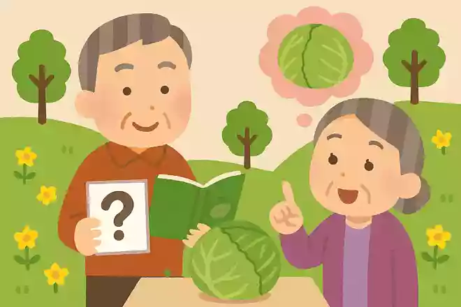 春キャベツは秋にタネをまいたキャベツのこと