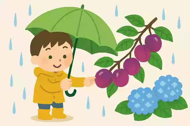梅雨の時期に梅が熟すので「梅雨」と言う