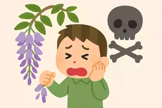 藤の花には毒がある
