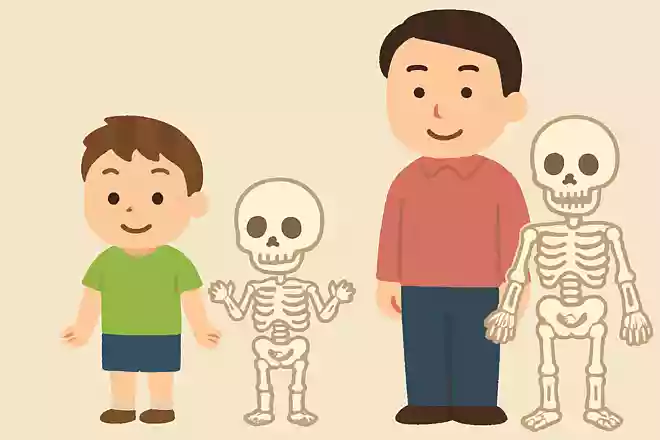 体の骨の数、大人と子供ではどちらが多い?NEW!