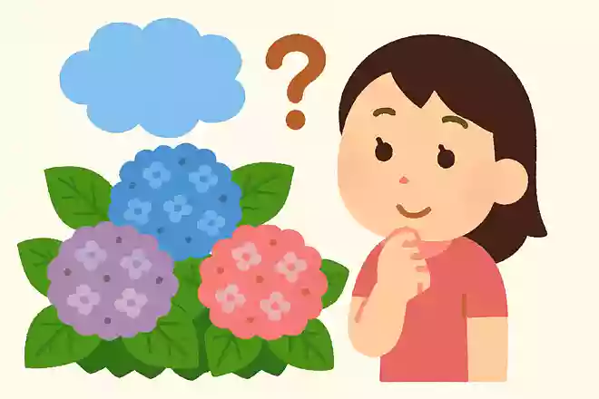 あじさいの花の色は何によって決まるでしょう?