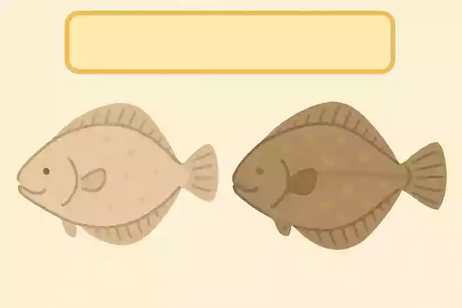 ひらめとカレイ、見分けるポイントはどこ?