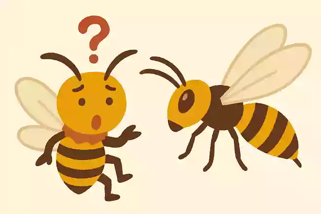 スズメバチのオスは針を持っていない