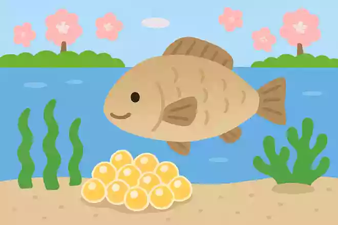 春に卵を産む魚は何かな?