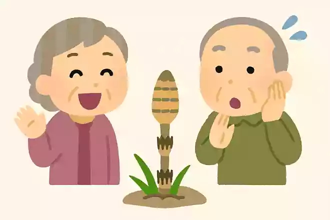 春になると、土の中から生えてくる「くし」とは何でしょうか?