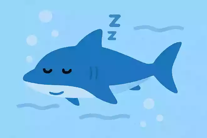 寝ているときも泳いでいる、止まらない魚はどれ?