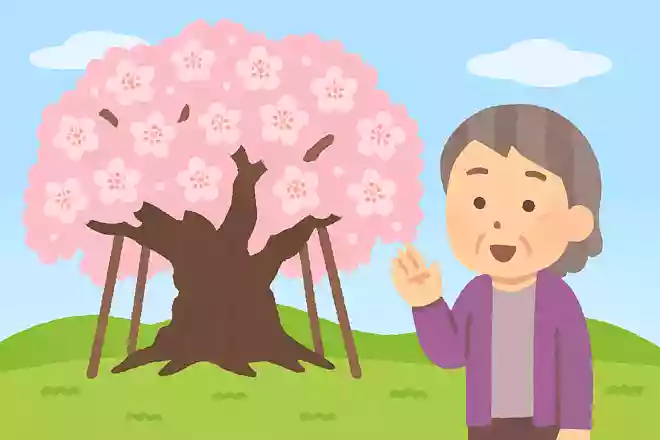 山梨県にある樹齢2000年を超える桜の名前は
