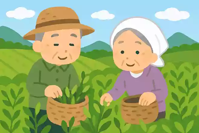5月上旬に摘まれたお茶は「新茶」と呼ばれる