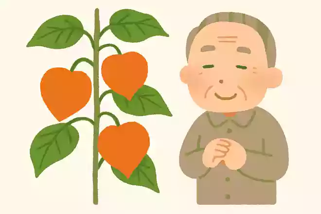 お盆にはつきものと言われ、盆提灯の形にも似ている植物は何でしょうか?