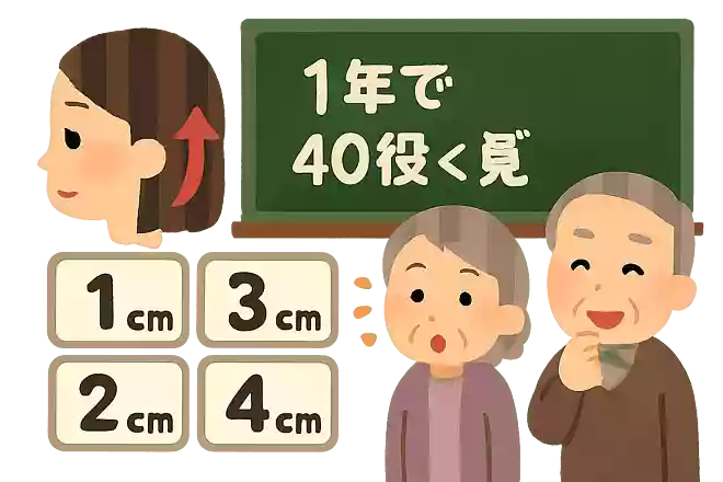 髪の毛は1年でどれくらい伸びるでしょうか?
