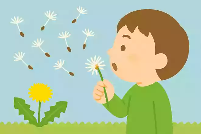 たんぽぽの綿毛は吹くとどうなるでしょう