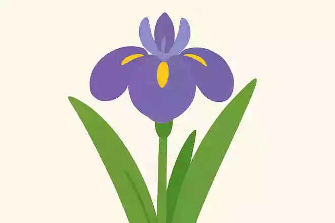 5月5日の端午の節句にお風呂に入れるものはなんでしょうか