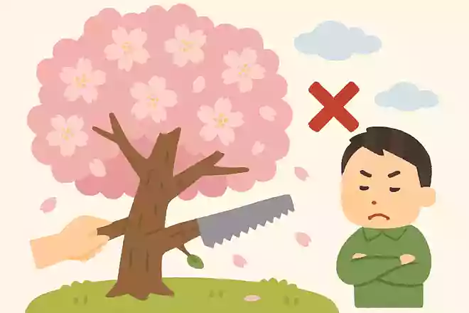 桜の枝を切ってはいけないと言われる理由は?