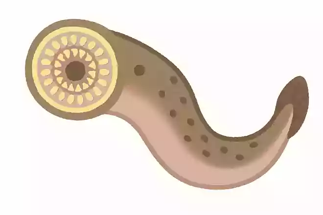 世界で1番歯が多い生き物はなんでしょう?