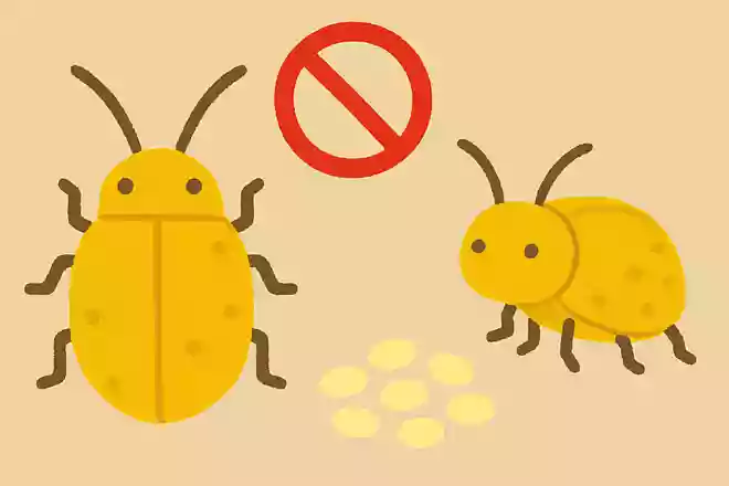 キベリハムシは交尾せずに妊娠と産卵をおこなう