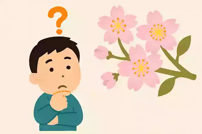 桜の花言葉はどれでしょう?