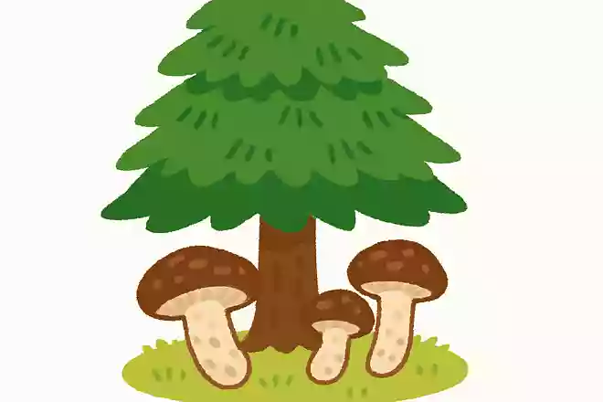 松茸が生えるのは、何の木の下でしょうか?