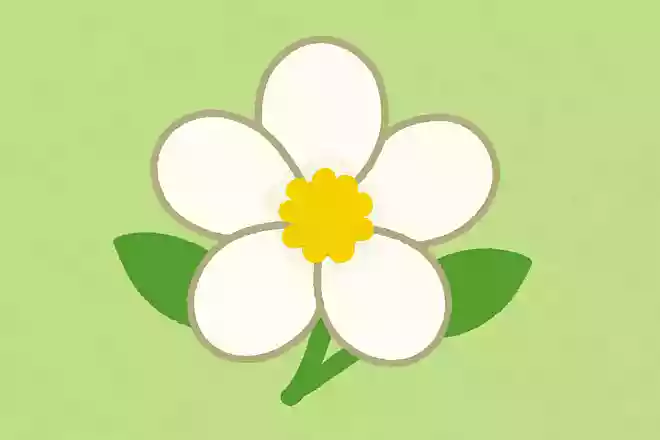 4687白い花