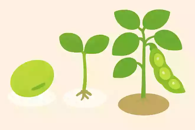 枝豆は成長すると何になるでしょう?