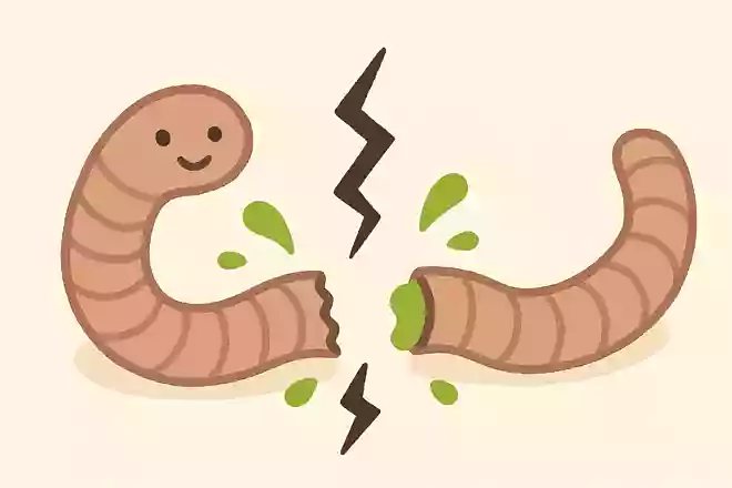 ミミズは半分にちぎれるとどうなる?