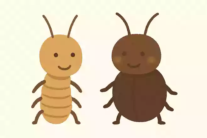 白アリはアリではありません。何の仲間でしょうか?