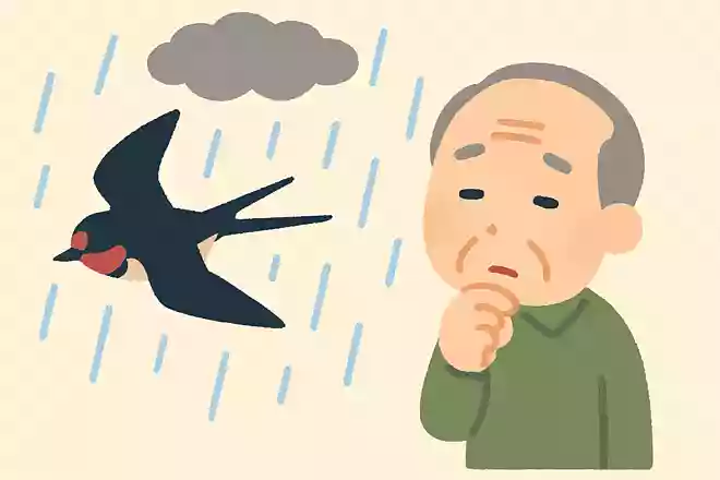 ある鳥が低く飛んでいると、雨になると言われています。ある鳥とは何でしょうか?