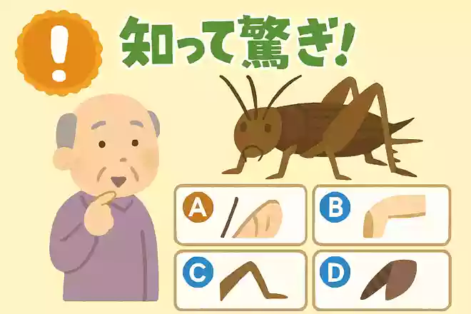 コオロギの耳はどこにあるでしょうか?次のなかから選んでください。