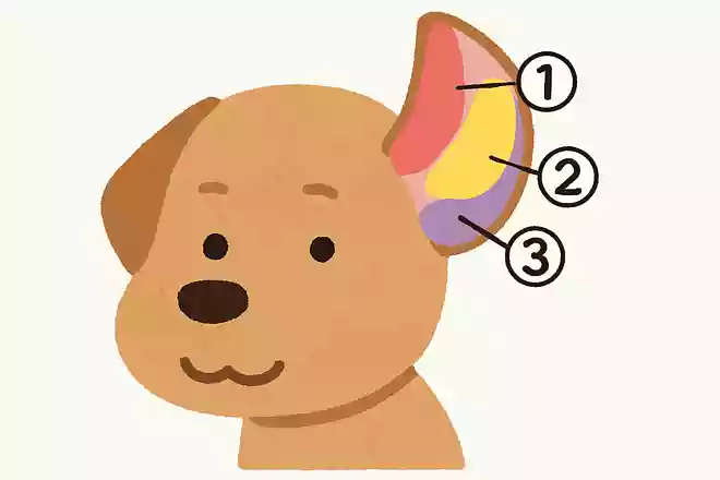 犬の耳には何種類の筋肉があるでしょうか